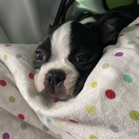 Meet your Posher, Brittany - Picture 7 of 7